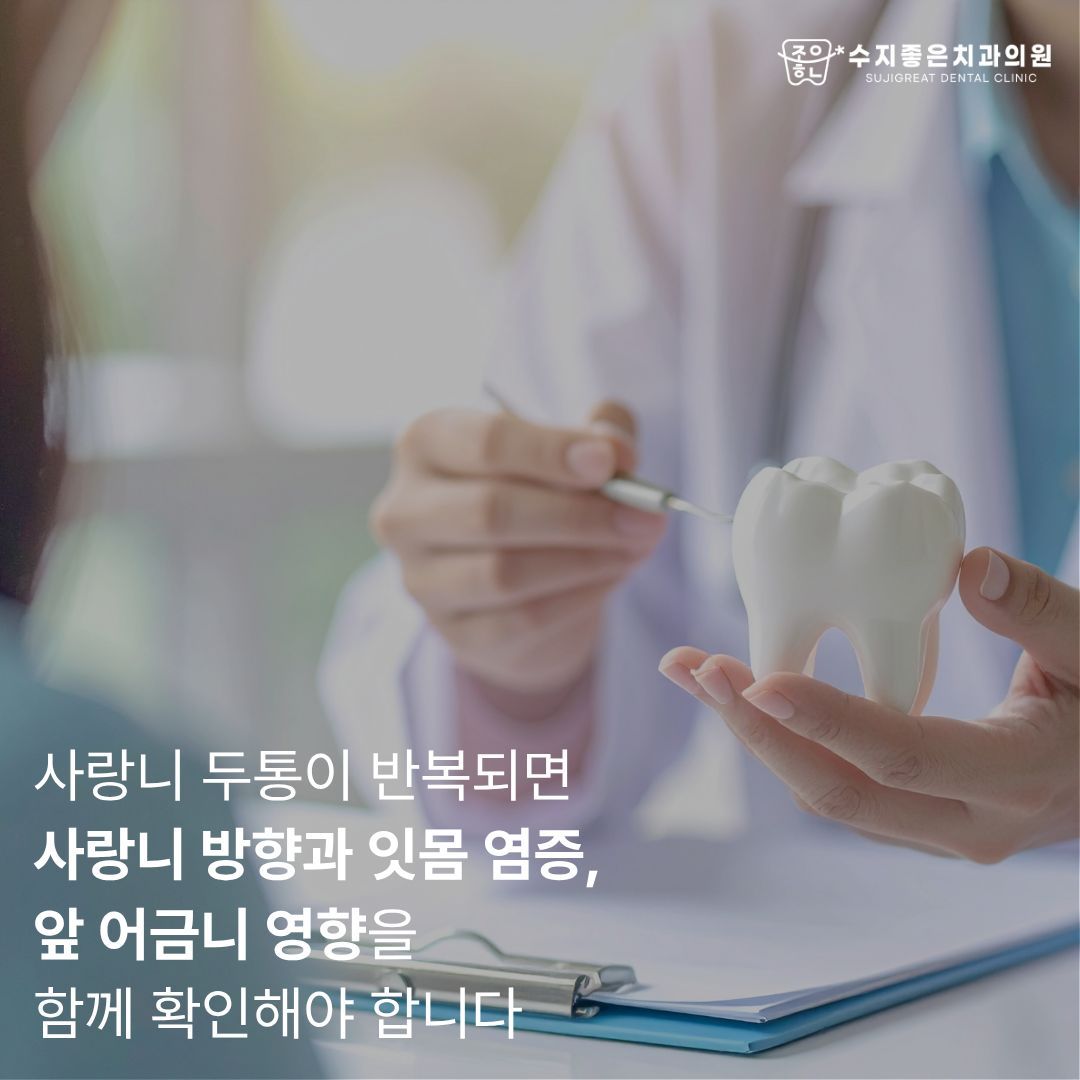 치아 모형을 든 치과의사 — 사랑니 두통이 반복되면 사랑니 방향과 잇몸 염증, 앞 어금니 영향을 함께 확인해야 합니다